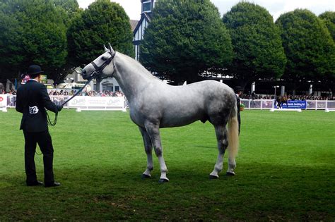 Irish Draught Horse Breed Guide: Characteristics, Health & Nutrition ...