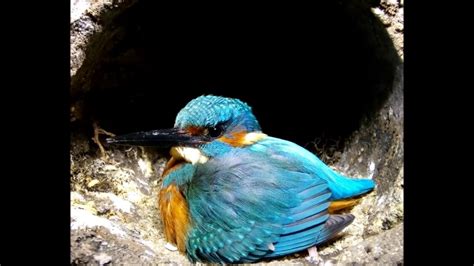 I've Been Filming Kingfishers At Their Nest | Discover Wildlife | Robert E Fuller - YouTube