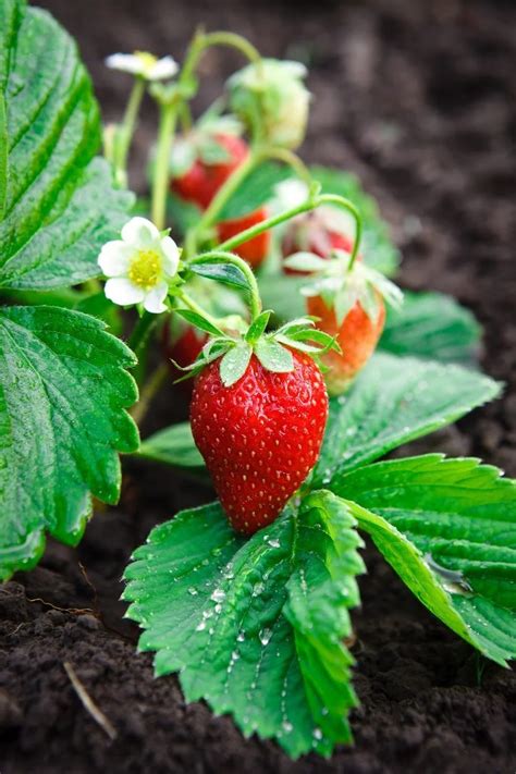 How To Plant Strawberries At Home - Immerse strawberry plants in water ...