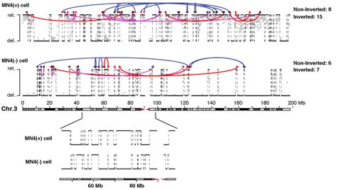 Pellman Lab defines the mechanism behind chromothripsis | Cell Biology