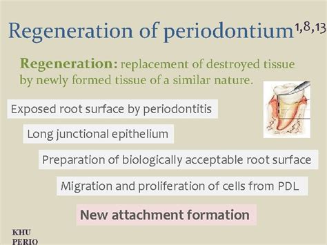 Periodontal Regeneration From Fundamentals to Potentials 2011 10