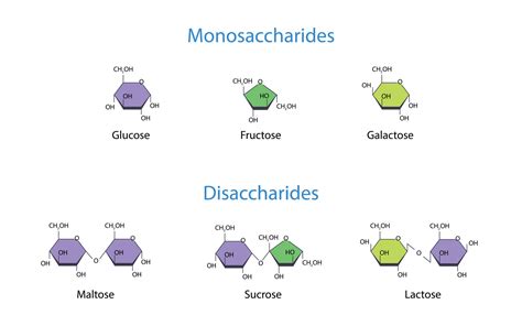 Monosaccharides and Disaccharides Scientific vector illustration 29331762 Vector Art at Vecteezy