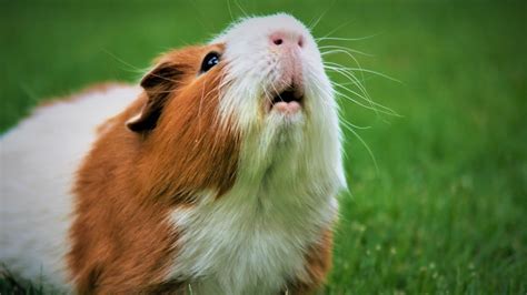 Maakt jouw cavia veel geluiden? Dit is wat hij je wil vertellen! | RTL ...