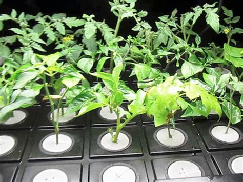 Cloning lets you grow an almost endless supply of plants | Cape Gazette