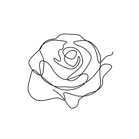 Flower Continuous One Line Art Drawing Vector Illustration Awesome Rose Isolated On White ...