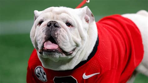 Beloved University of Georgia Mascot Uga X Passes Away at 10 | CitizenSide