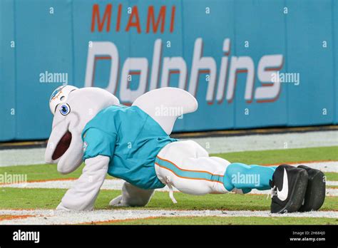 Miami dolphins mascot hi-res stock photography and images - Alamy