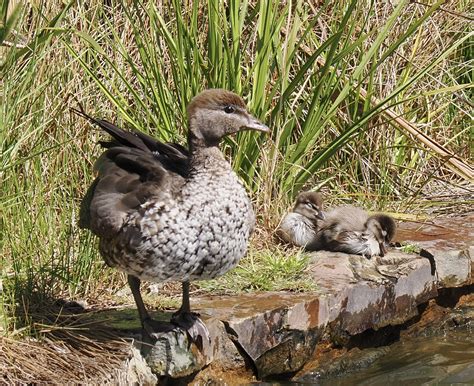 2-PA010027 | Australian Wood Ducks | Tamara Iffrig | Flickr