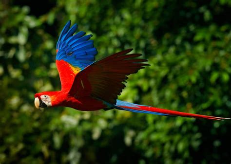 The biodiversity of the Amazon rainforest in images