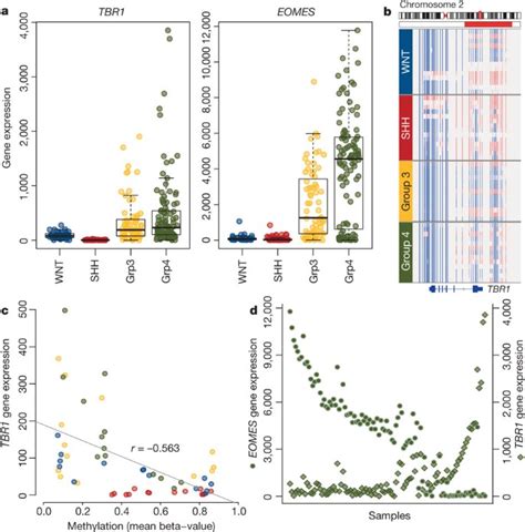 Dissecting the genomic complexity underlying medulloblastoma | Nature