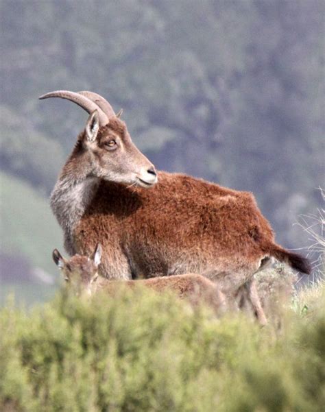 Bovid | BOVID - IBEX - WALIA IBEX - SIMIEN MOUNTAINS NATIONAL PARK ETHIOPIA ... | Walia ibex ...