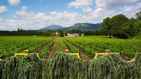 9 Unique California White Wines