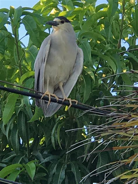 Spotted in the Tampa Bay, FL area. Anyone know this bird? : r/birdwatching