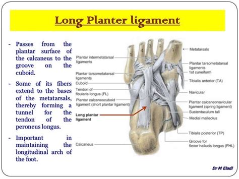 Long Plantar Ligament - seijimonogatari