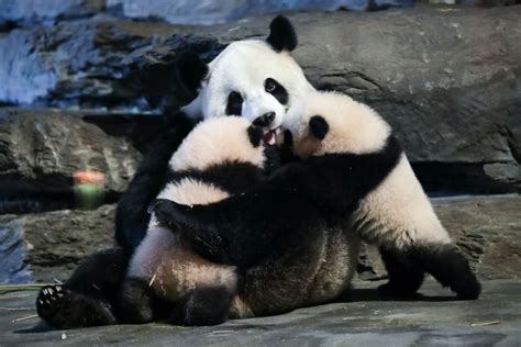 Two giant pandas born in Belgium win "Panda Cub of the Year" Gold Award ...