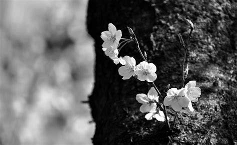 HD wallpaper: Sakura Black and White, Nature, Flower, Landscape, Spring, Cherry | Wallpaper Flare