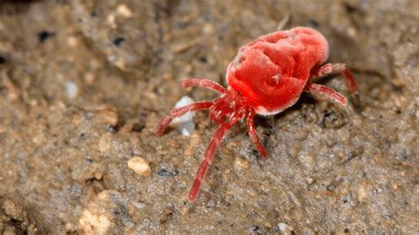Spider Mites on Houseplants - Identification & Remedies