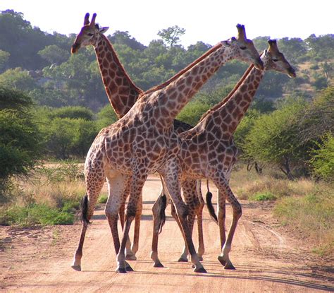 File:South African Giraffes, fighting.jpg - Wikipedia, the free ...
