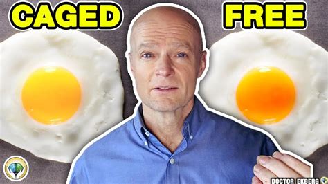 Organic Eggs vs Regular Eggs - Which Is Better For You? - Dr Ekberg