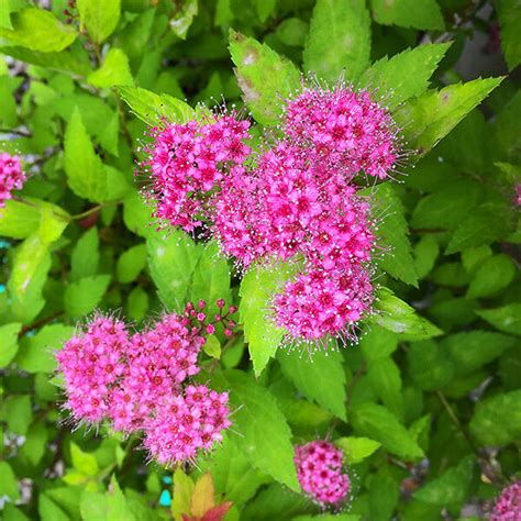 Magic Carpet Spirea For Sale | The Tree Center