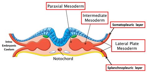 Mesoderm Embryology