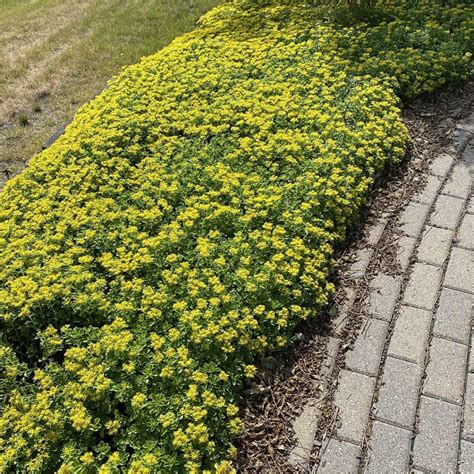 Sedum kamtschaticum - Midwest Groundcovers, LLC