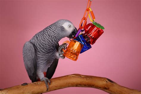 6 Ideas for homemade parrot toys - Toys for Parrot