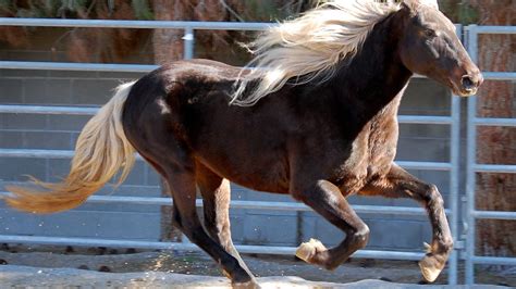 Rocky Mountain Horse HD desktop wallpaper : Widescreen : High Definition : Fullscreen