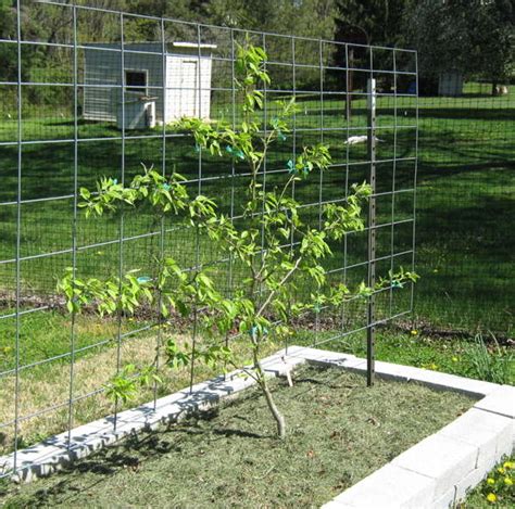 Part 6: Growing Dwarf Fruit Trees in Your Mini Fruit Garden - Abundant Mini Gardens