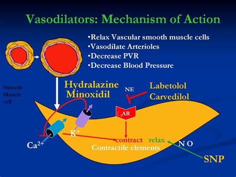 Department of Pharmacology School of Medicine - ppt download