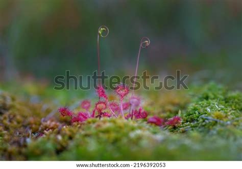 Roundleaf Sundew Common Sundew Carnivorous Species Stock Photo ...