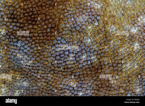 Placoid scales hi-res stock photography and images - Alamy