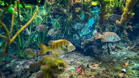 Keeping a Bluegill in an Aquarium – Important Feeding Info! - Our Aquariums