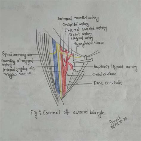 Anatomy Diagram - Emedicodiary