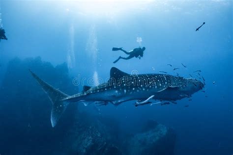 Giant Whale Shark Swimming Underwater with Scuba Divers Stock Photo ...