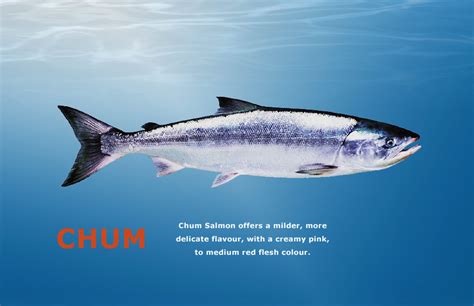 Identifying Types of Salmon - Chefs Resources