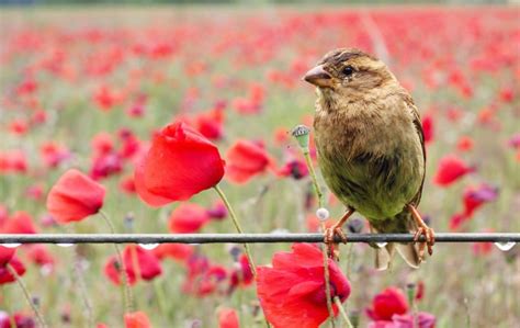 Bird Poppy Field Sparrow Free Stock Photo - Public Domain Pictures