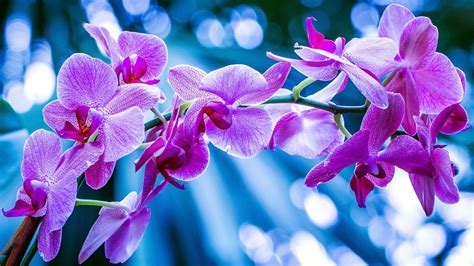Phalaenopsis Orchid - backiee