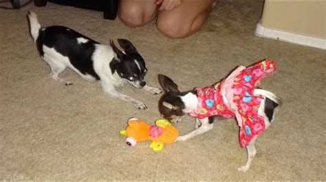 Cute Chihuahuas Playing - YouTube