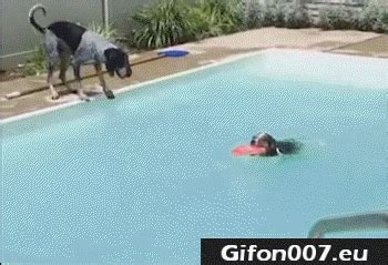 Gif 140: Dogs, Jump, Swimming Pool, Funny, Gifs | Gifon007.eu