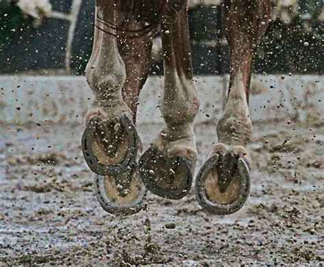 Why Do Horses Need Shoes? (A Complete Guide)