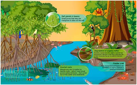 Mangroves: “Superhero” Ecosystems · Frontiers for Young Minds