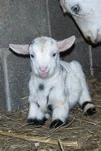 Miniature Fainting Goats - Bing images | Cute baby animals, Baby animals, Cute animals