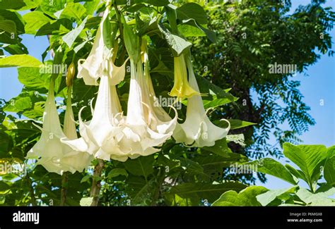 White trumpet flowers. Flowering Datura tree plant, Angel's Trumpets, Moonflowers Stock Photo ...