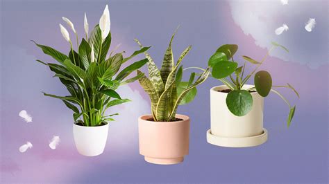 18 Best Plants for Bedrooms: Swiss Cheese Plant, Fiddle-Leaf Fig Tree, and More | Glamour