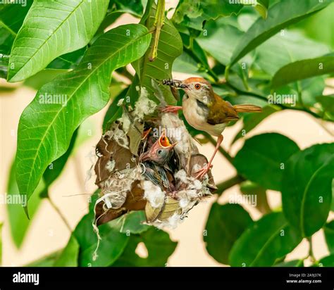 Common tailorbird feeding chicks at nest on a tree. This image shows ...