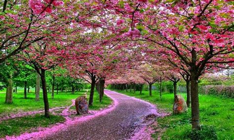 Taman Bunga Sakura Cibodas - BEAUTIFUL GARDEN IN INDONESIA