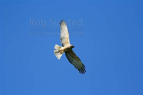 Australian harrier hawk bird on the wing. (Circus approxmans), Swamp Harrier, Kahu, New Zealand ...