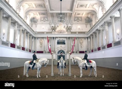 Lipizzaner Horses. Spanish Riding School, Vienna Stock Photo - Alamy