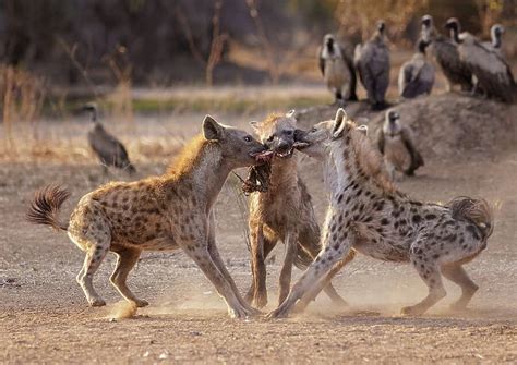 Three Spotted hyenas (Crocuta crocuta) Our beautiful Wall Art and Photo ...